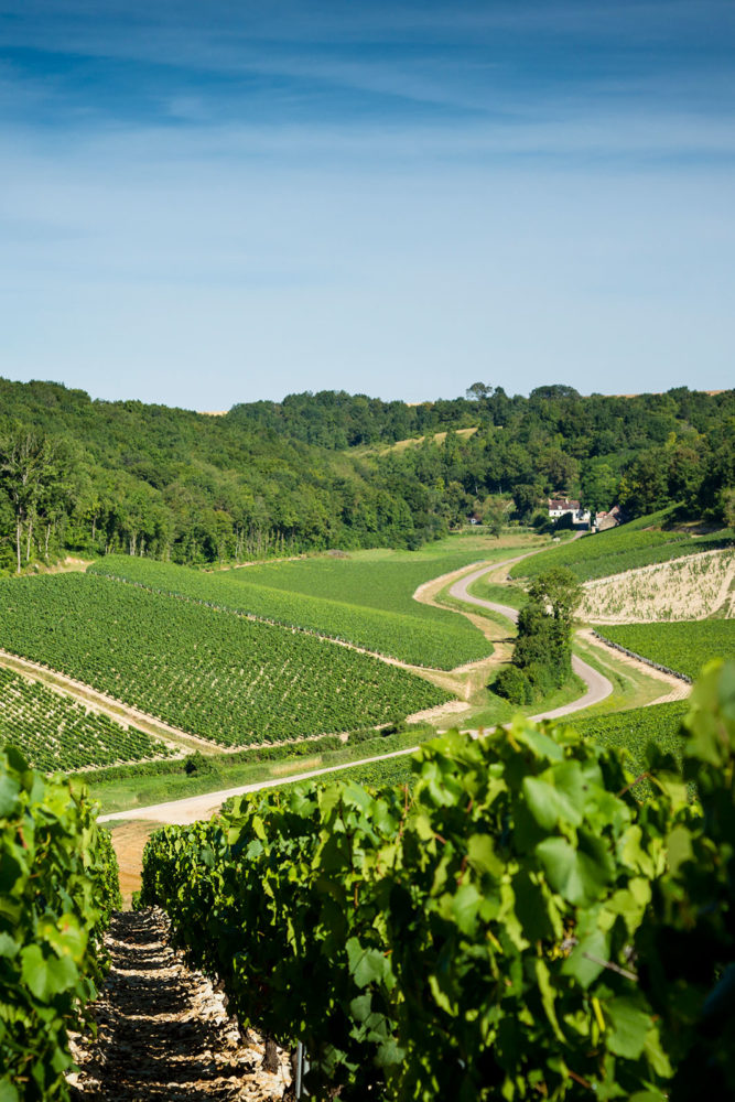 The vineyards of Chablis, France. ©BIVB – Bureau Interprofessionel des Vins de Bourgogne