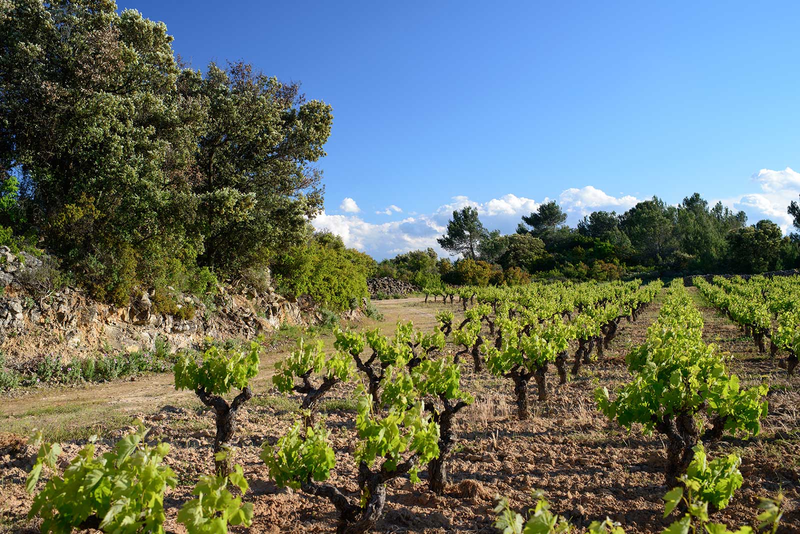 Bush-trained vines in Minervois have numerous advantages. Among them: lack of exposure to the wind. ©Domaine Anne Gros & Jean-Paul Tollot