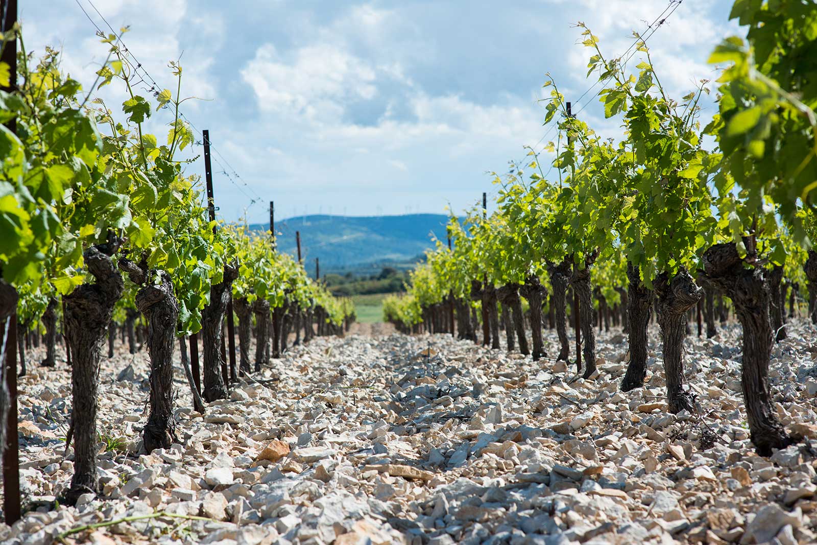 Crushed rocks and tree trunks — the unique setting of Domaine Anne Gros & Jean-Paul Tollot's old-vine vineyards. ©Domaine Anne Gros & Jean-Paul Tollot