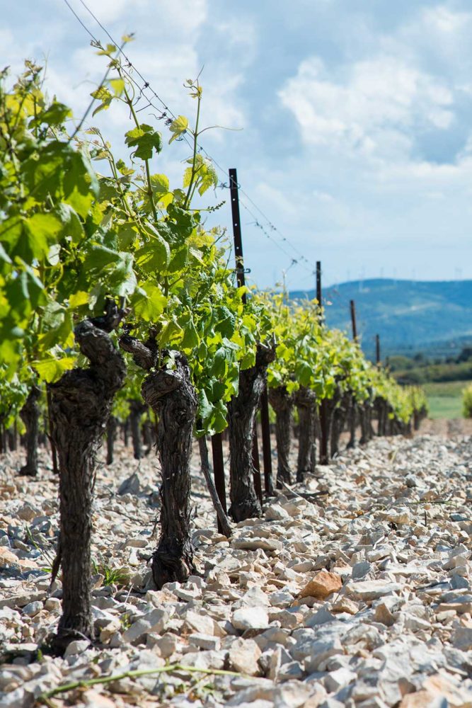 The old-vine vineyards of Domaine Anne Gros & Jean-Paul Tollot. ©Domaine Anne Gros & Jean-Paul Tollot