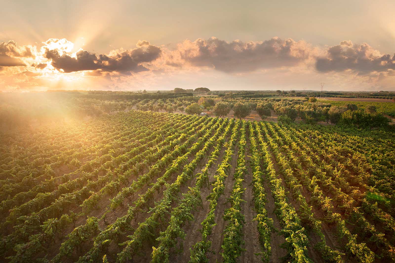 Cantele's vineyards in Puglia. ©Cantele