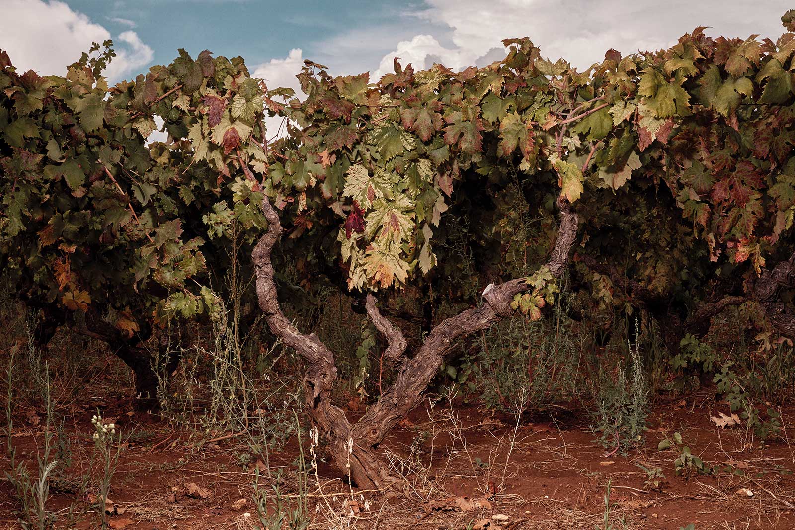 Old-vine alberello Primitivo at San Marzano winery. ©San Marzano