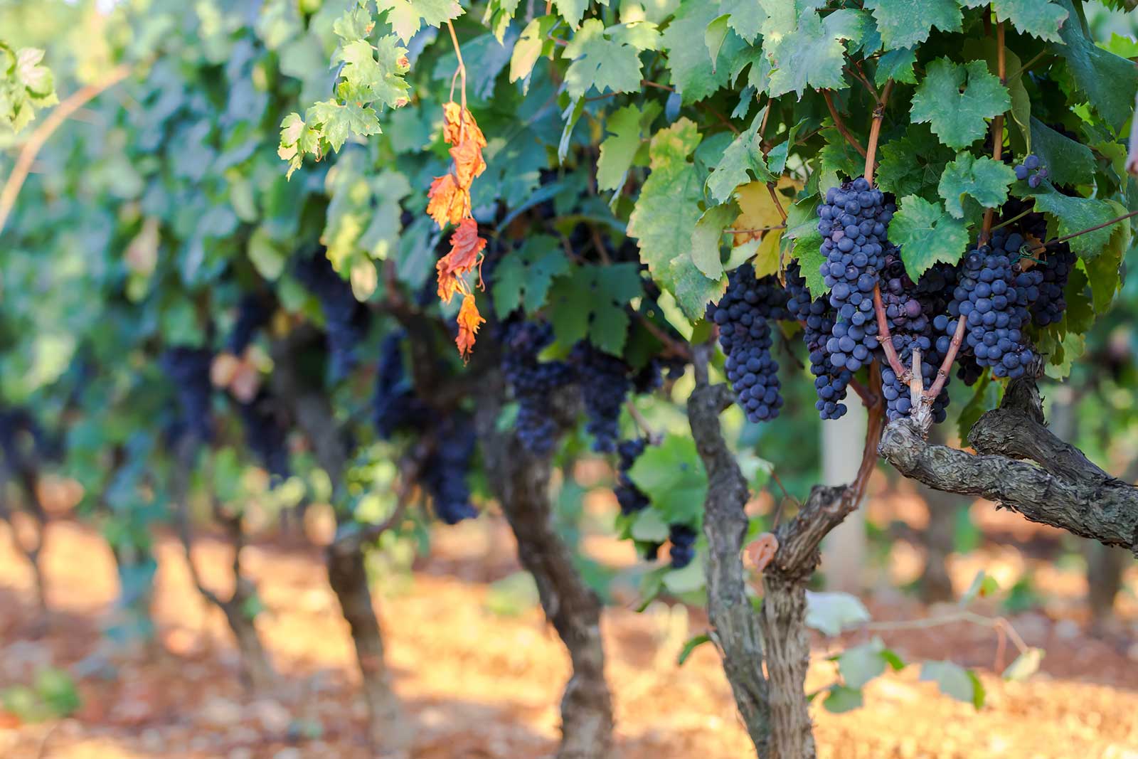 Primitivo grapes in Puglia