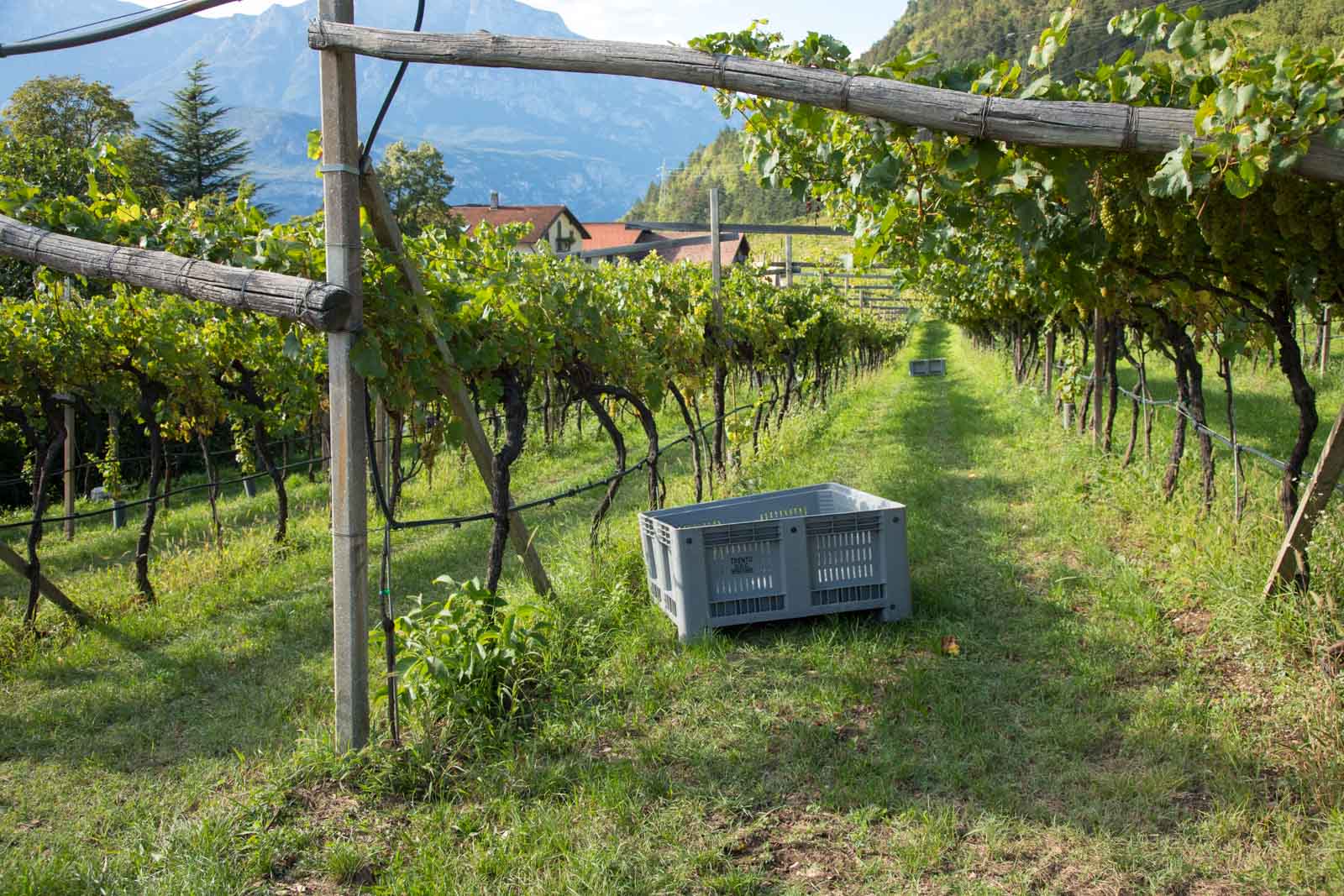 Getting ready for harvest at Maso Martis. ©Kevin Day/Opening a Bottle