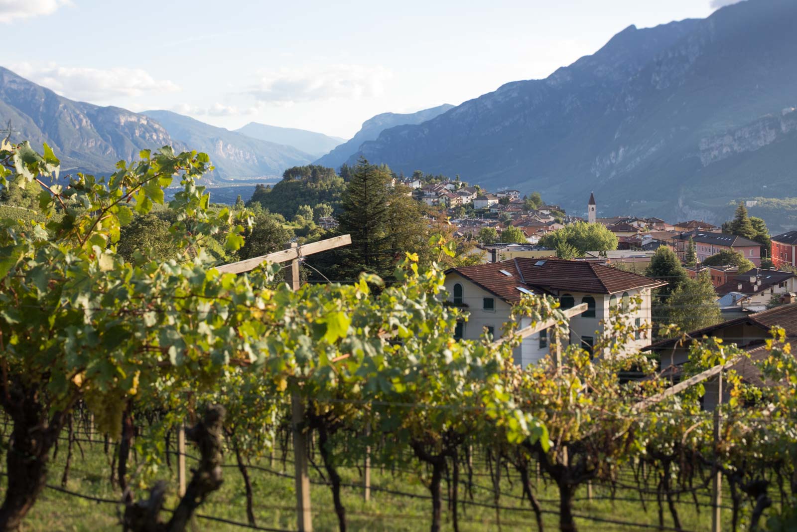 A view over the pergola-trained vines at Maso Martis, an organic and family-owned estate in Trentodoc, Trento, Italy. ©Kevin Day/Opening a Bottle