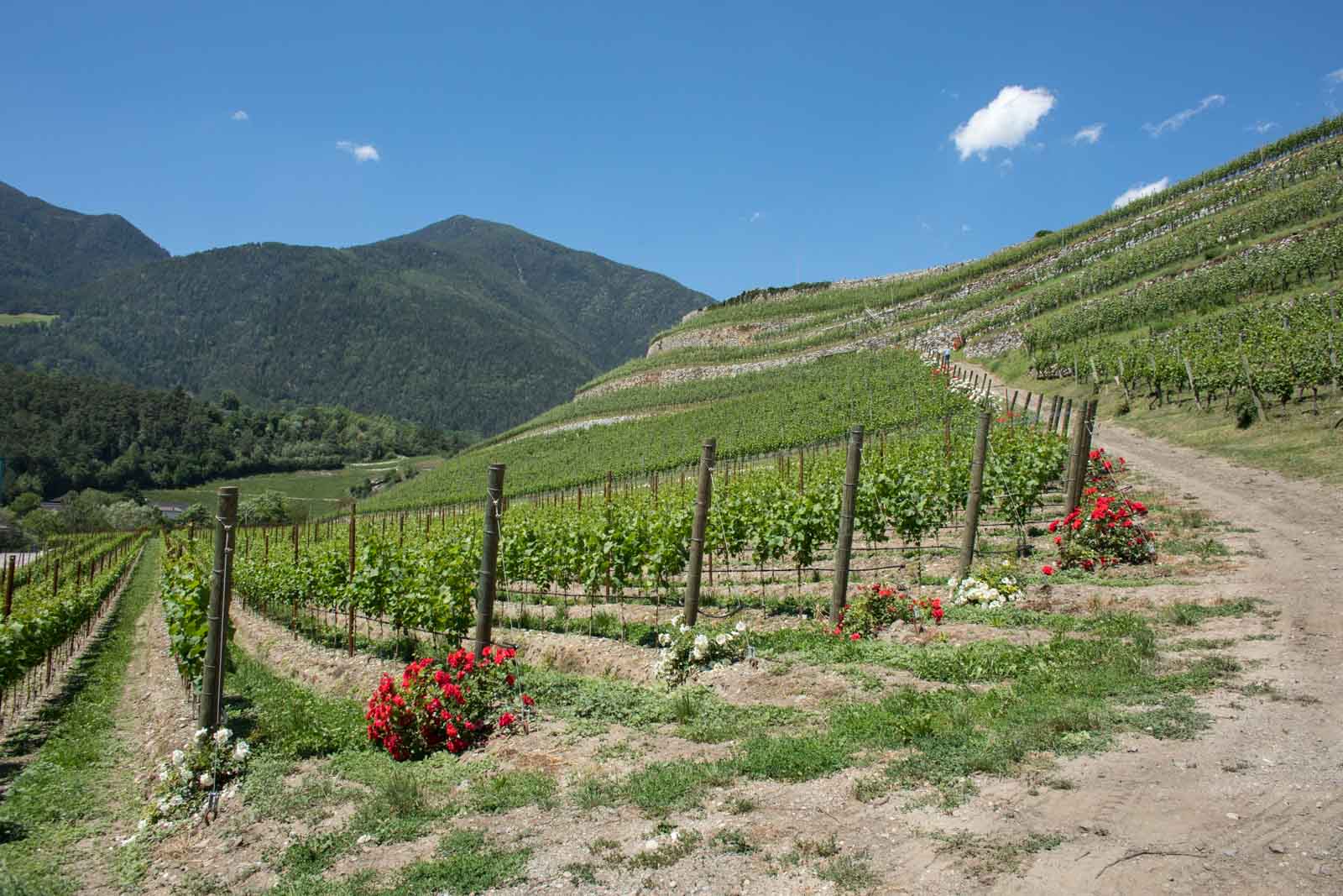 The terraced vineyards of Abbazia di Novacella in the Valle Isarco — home to some of Italy's most compelling white wines. ©Kevin Day/Opening a Bottle