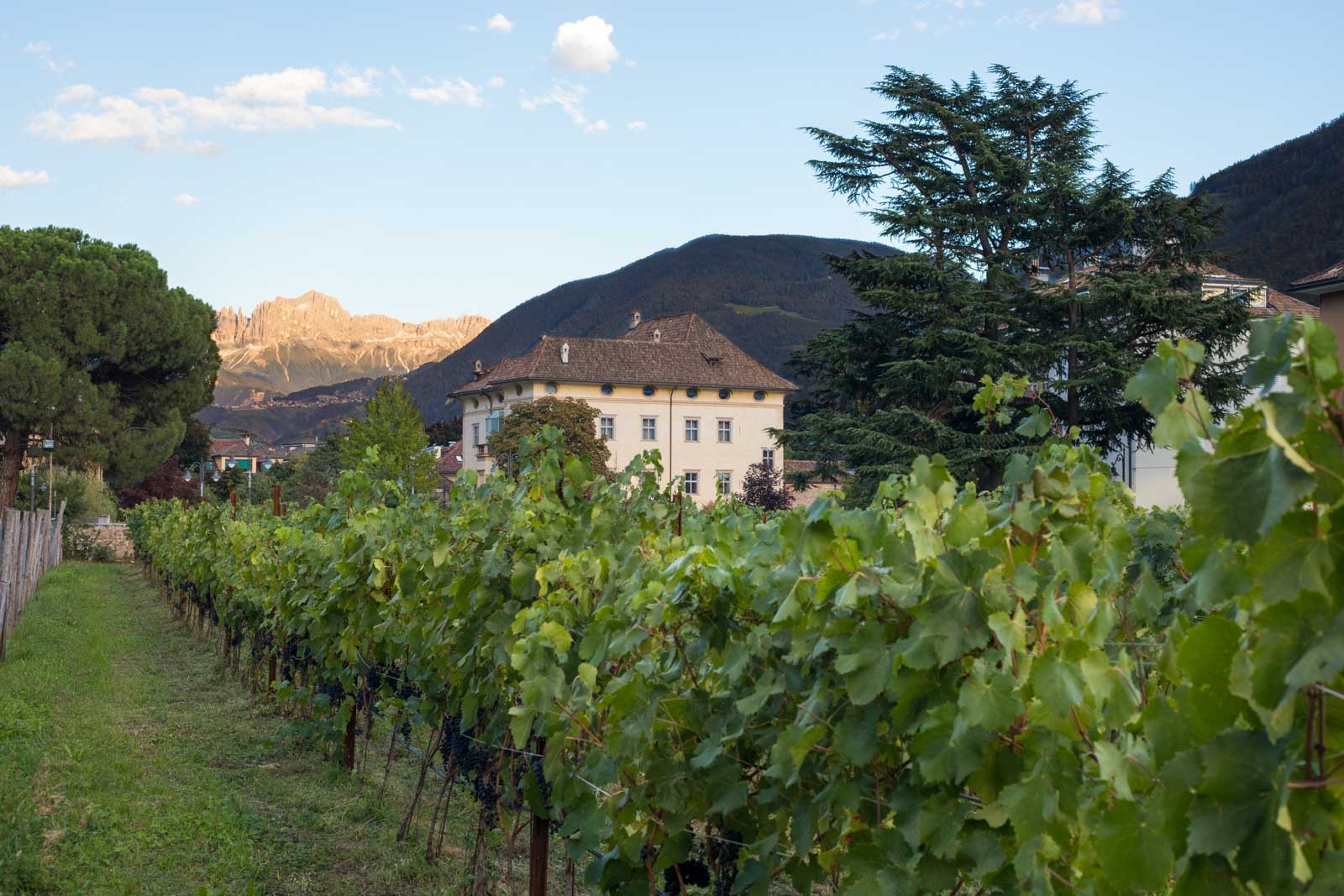 Lagrein vineyards in the city of Bolzano with the Rosengarten group of the Dolomites in the distance. ©Kevin Day/Opening a Bottle