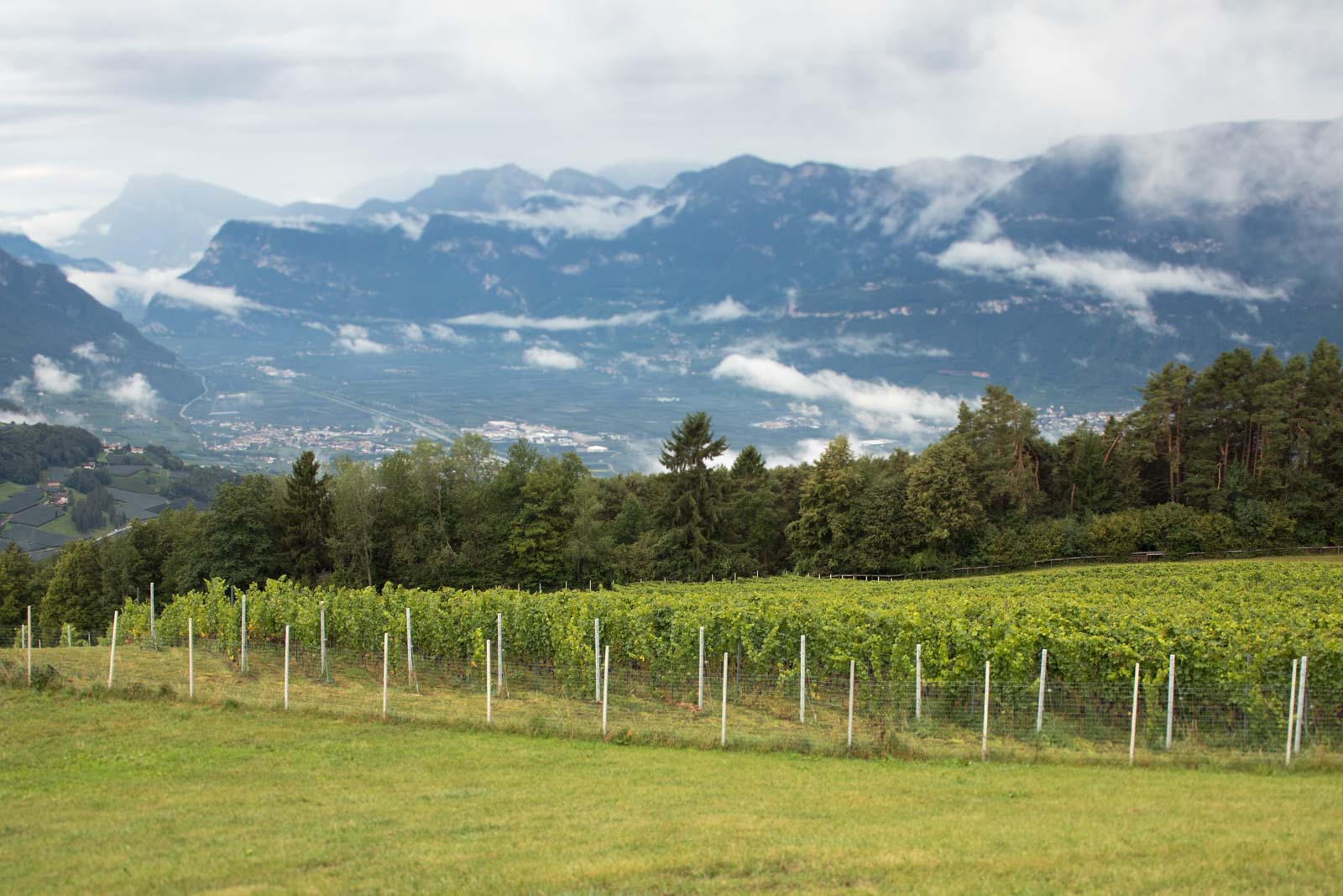 As climate change forces vineyard plantings higher and higher into the mountains, whose place do they take: pastureland or forest? And what are the impacts? ©Kevin Day/Opening a Bottle