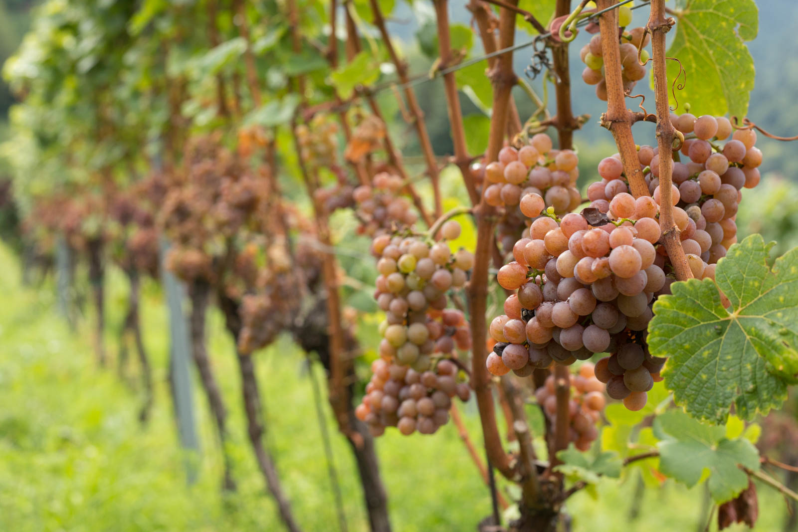 Let's not forget Gewürztraminer, an "international" variety that takes its name from the Südtirolean village of Tramin. ©Kevin Day/Opening a Bottle