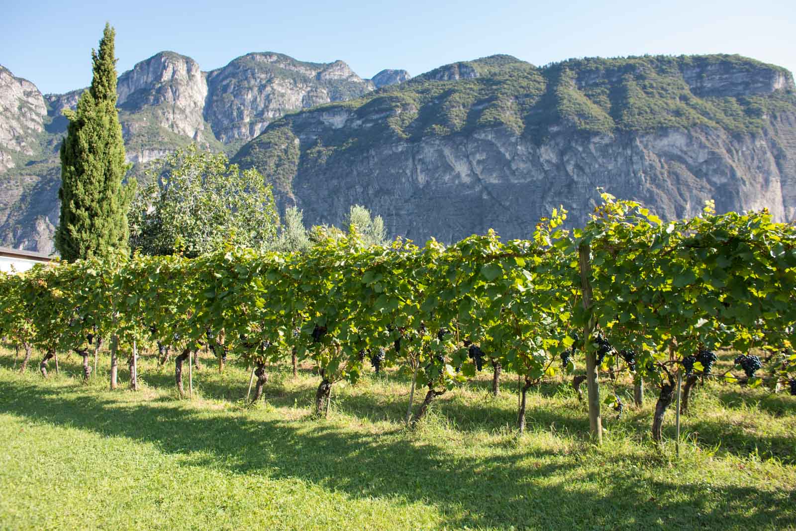 "This is my forest of grapes," says Elisabetta Foradori. ©Kevin Day/Opening a Bottle