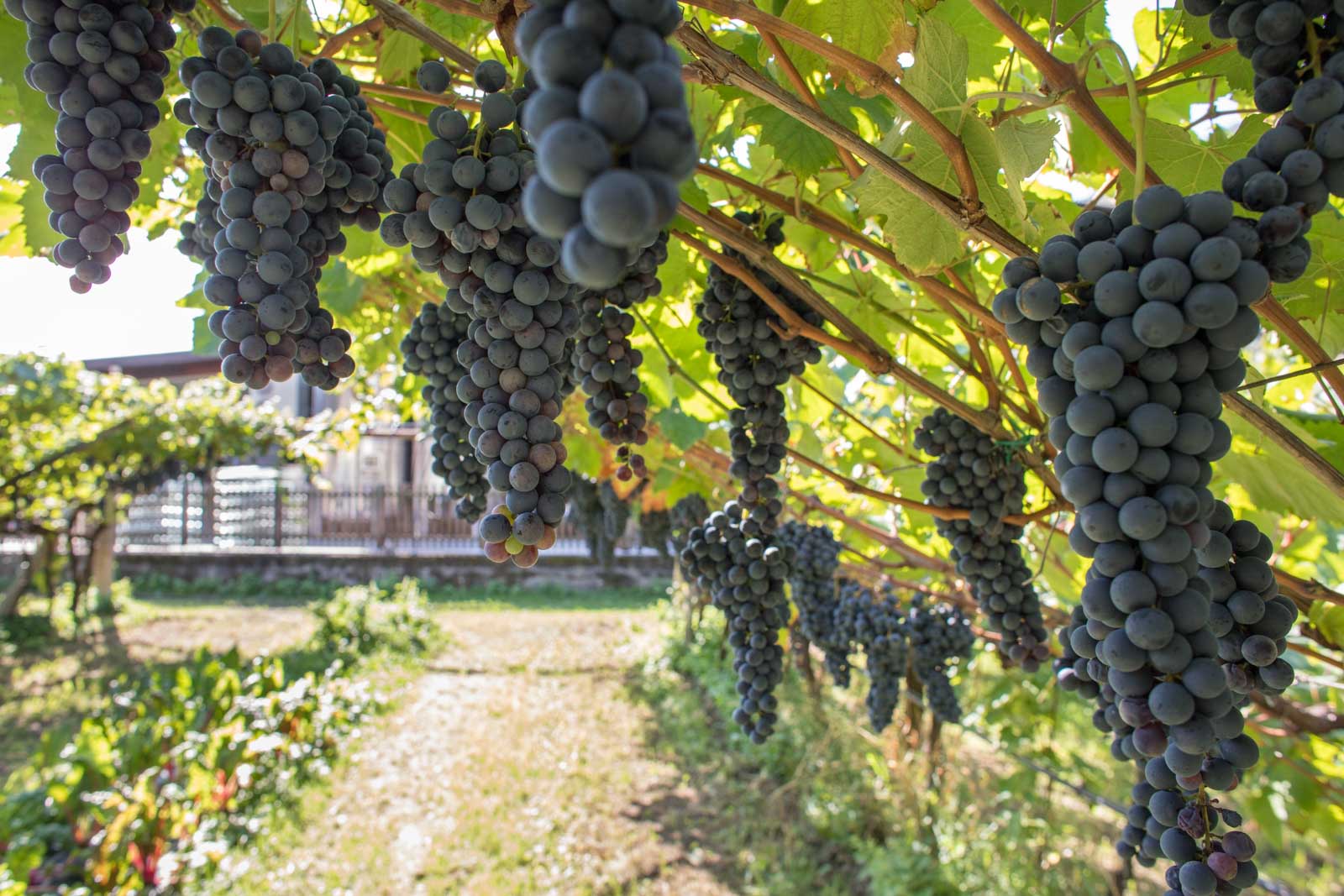 The pergola-trained Teroldego grapes at Foradori — a treasure trove of genetic material for planting other vineyards. ©Kevin Day/Opening a Bottle