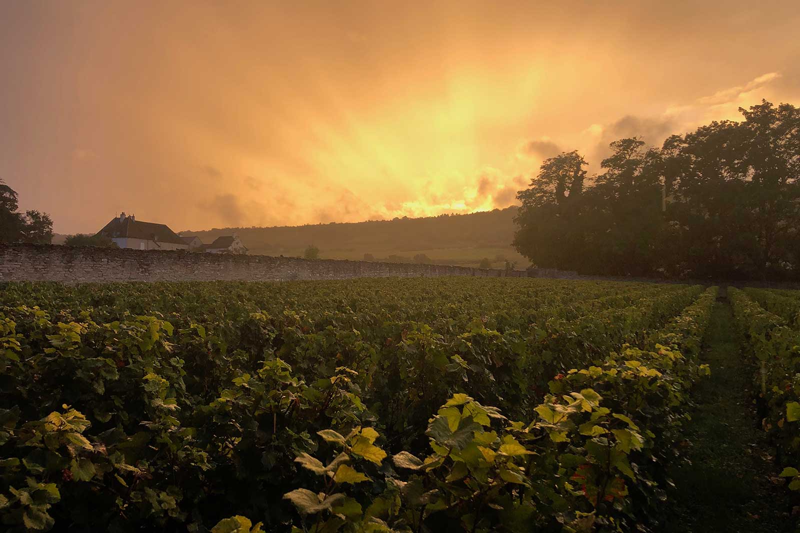 Sunset over Burgundy and the 2019 harvest. ©Ashley Hausman