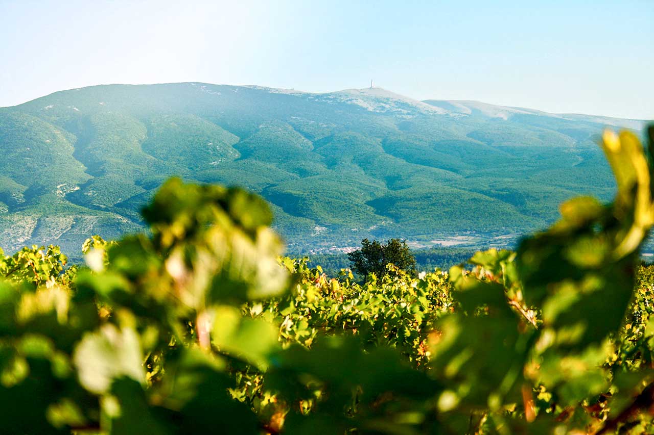 The vineyards of the Ventoux AOC — still one of France's underrated terroirs for white wine. ©European Cellars