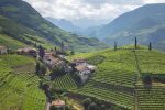 The vineyards of Santa Maddalena with the Dolomites in the distance, Alto Adige, Italy. ©Kevin Day/Opening a Bottle