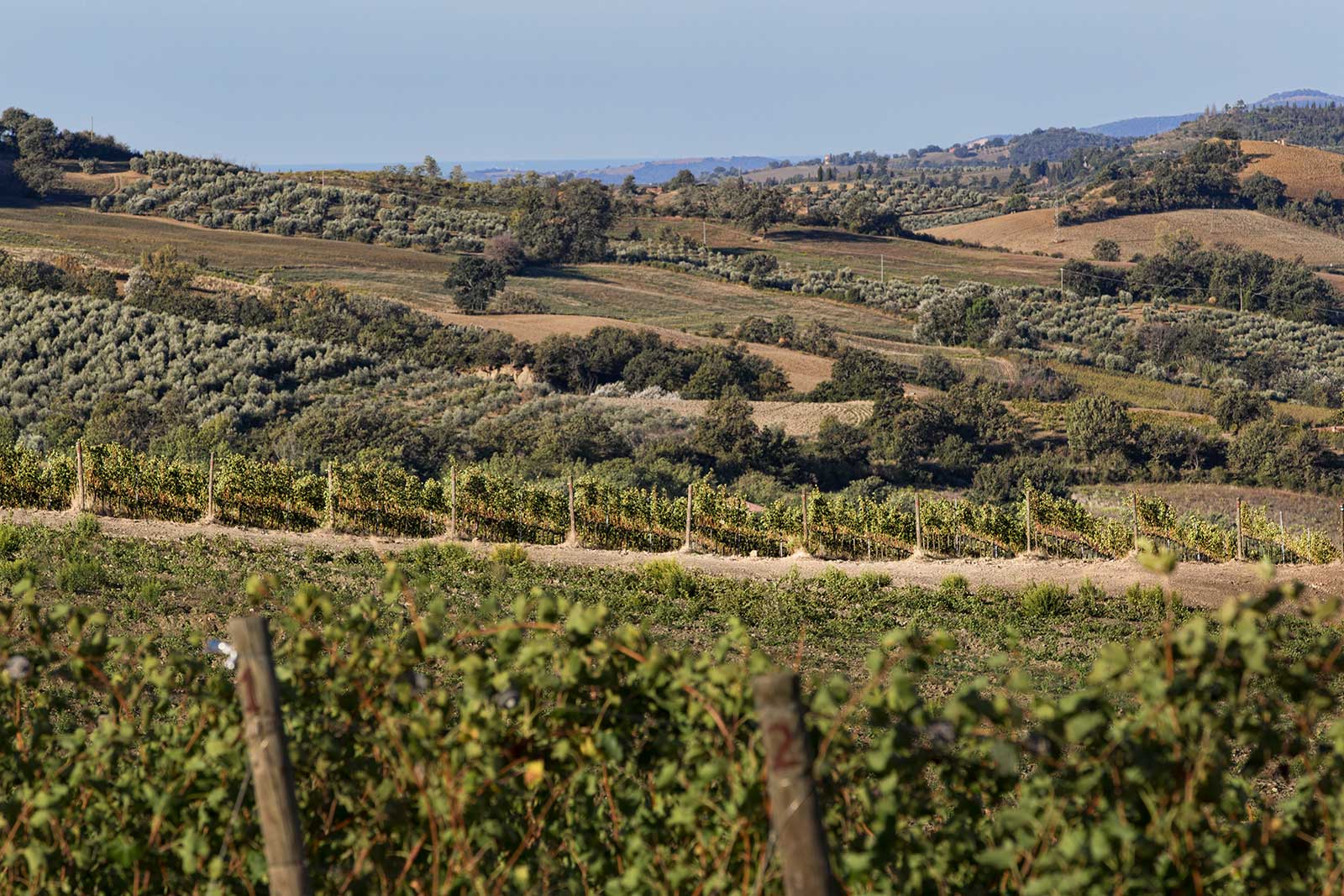 A view over the vineyards of Montecucco in Italy's Tuscany region. ©Consorzio Tutela Vini Montecucco