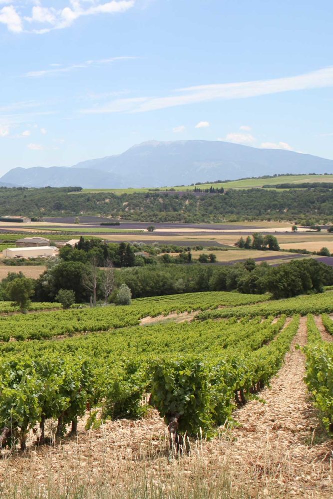 The high-elevation vineyards of Clos Bellane in the Côtes du Rhône Villages Valréas AOC in the Southern Rhône of France. ©Skurnik Wines