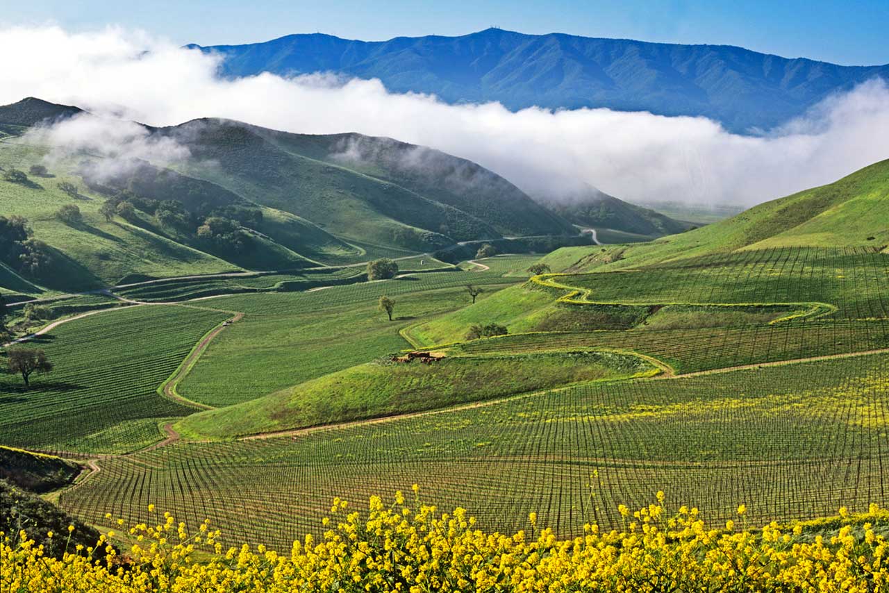 A view over the rolling hills of Santa Barbara County. The variety of exposures, soil types and microclimates make it a complex ecosystem for Pinot Noir — one Thomas is just now getting a handle of. ©Star Lane Estate