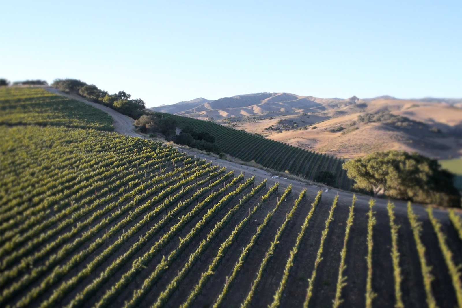 One of the Pinot Noir vineyards at Dierberg Estate. ©Star Lane Estate