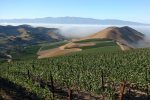 The vineyards at Dierberg Estate. ©Star Lane Estate