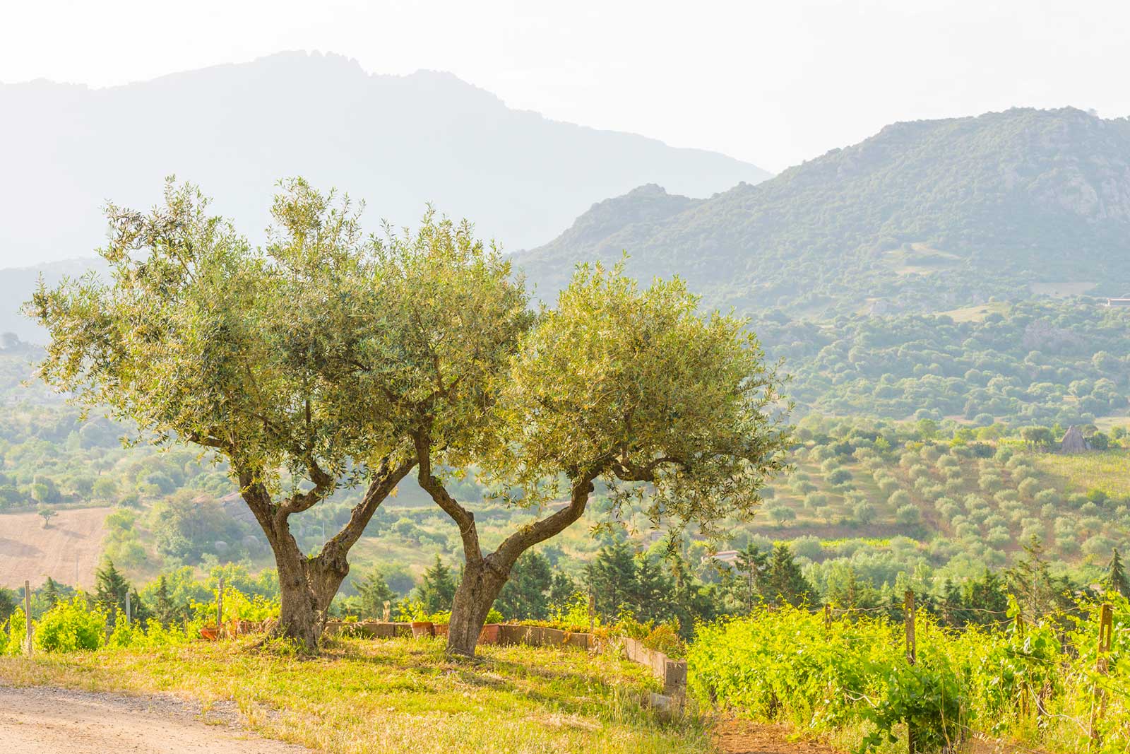 Because of its rugged coastline, Sardinians have long focused more on cultivating the interior of their island then plumbing its waters offshore.