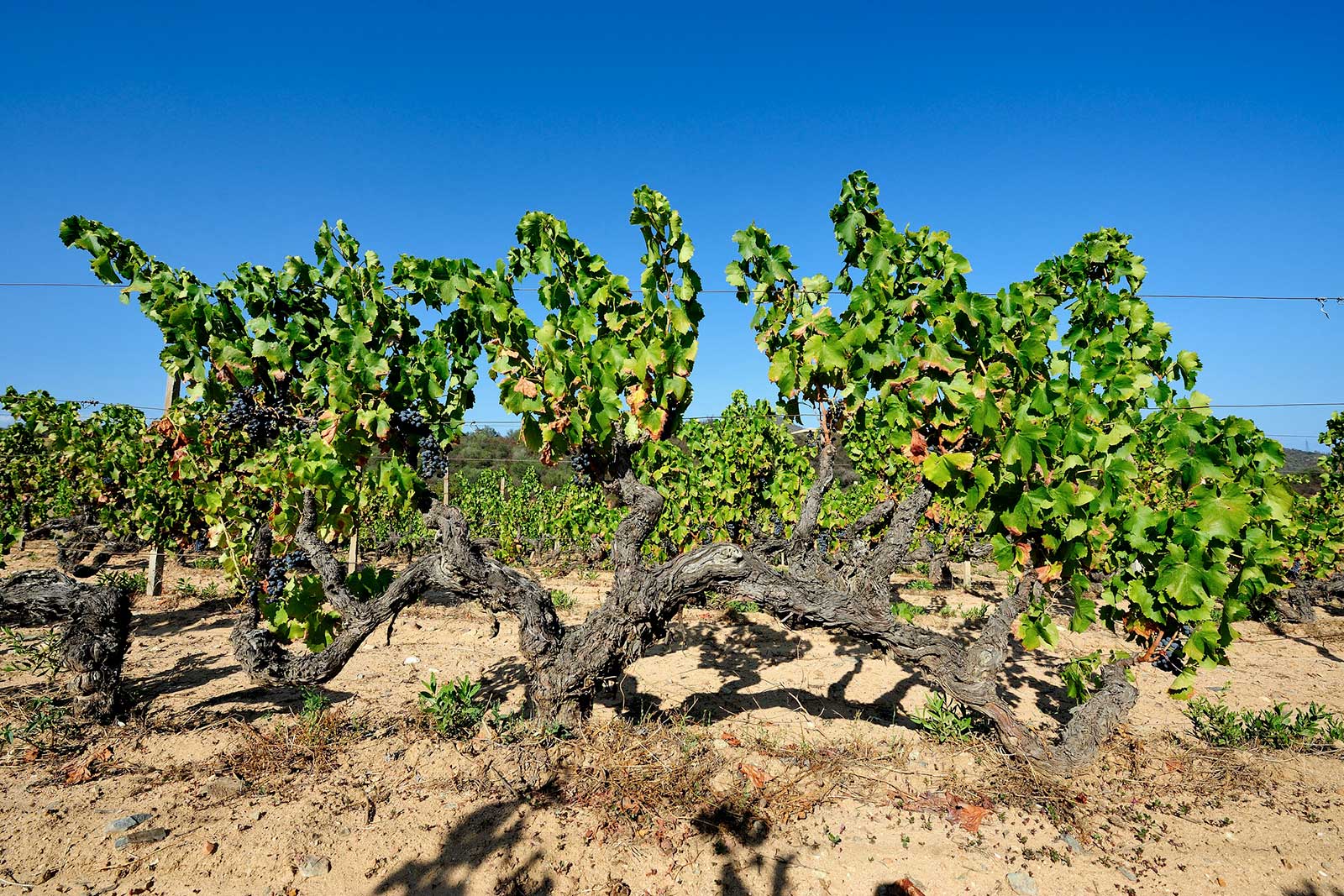 There are some old vines on Sardinia ... very old. ©Francesco Mou