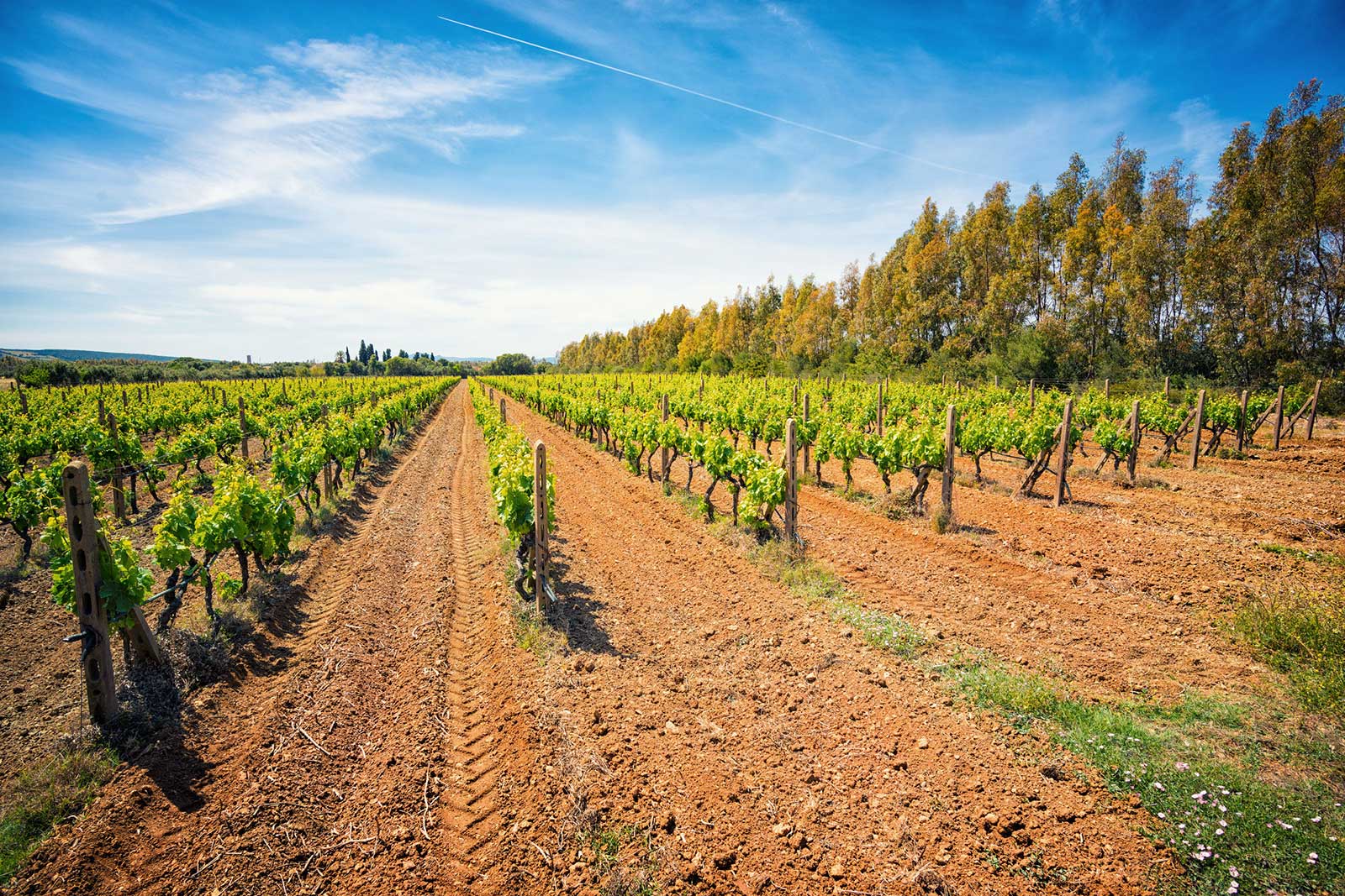 Vineyards in Sardinia.