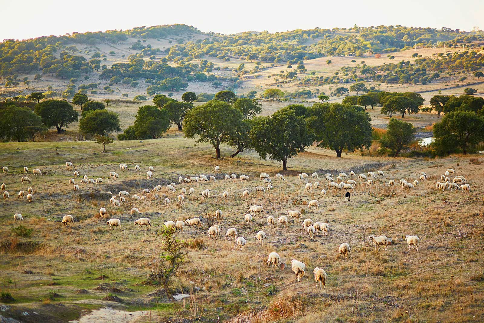 Sheep herding and animal husbandry remains a part of the fabric of life in Sardinia.