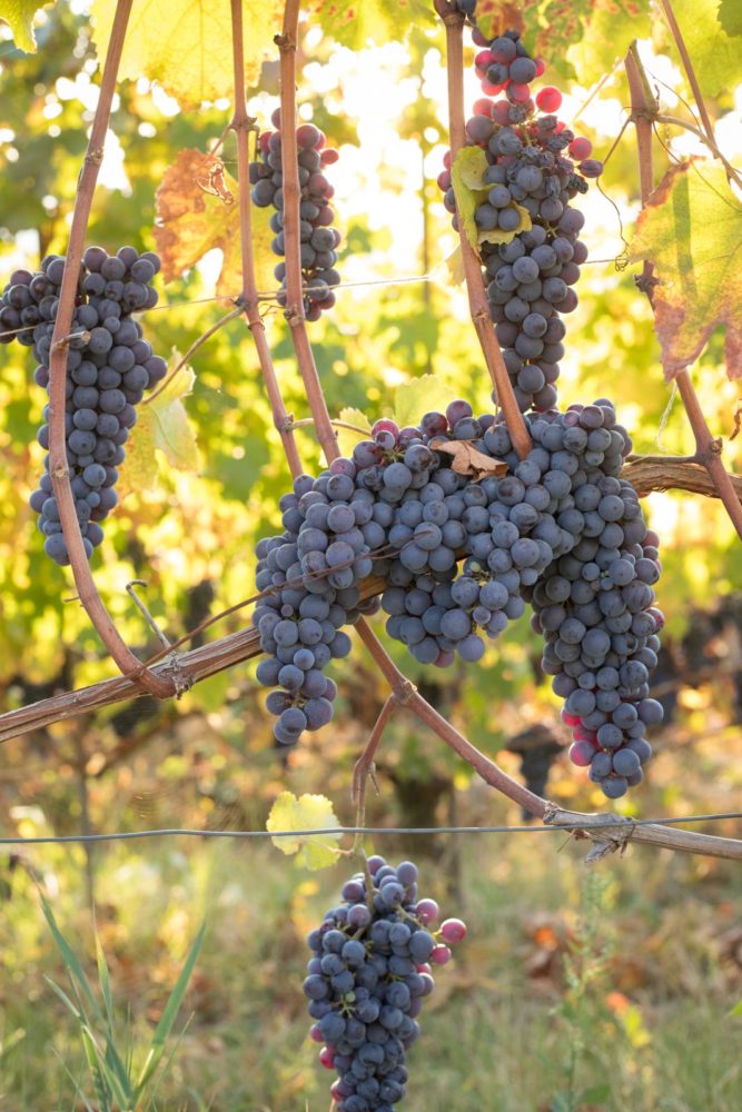 Nebbiolo grapes enjoy the last days before harvest near Barolo, Italy. ©Kevin Day/Opening a Bottle