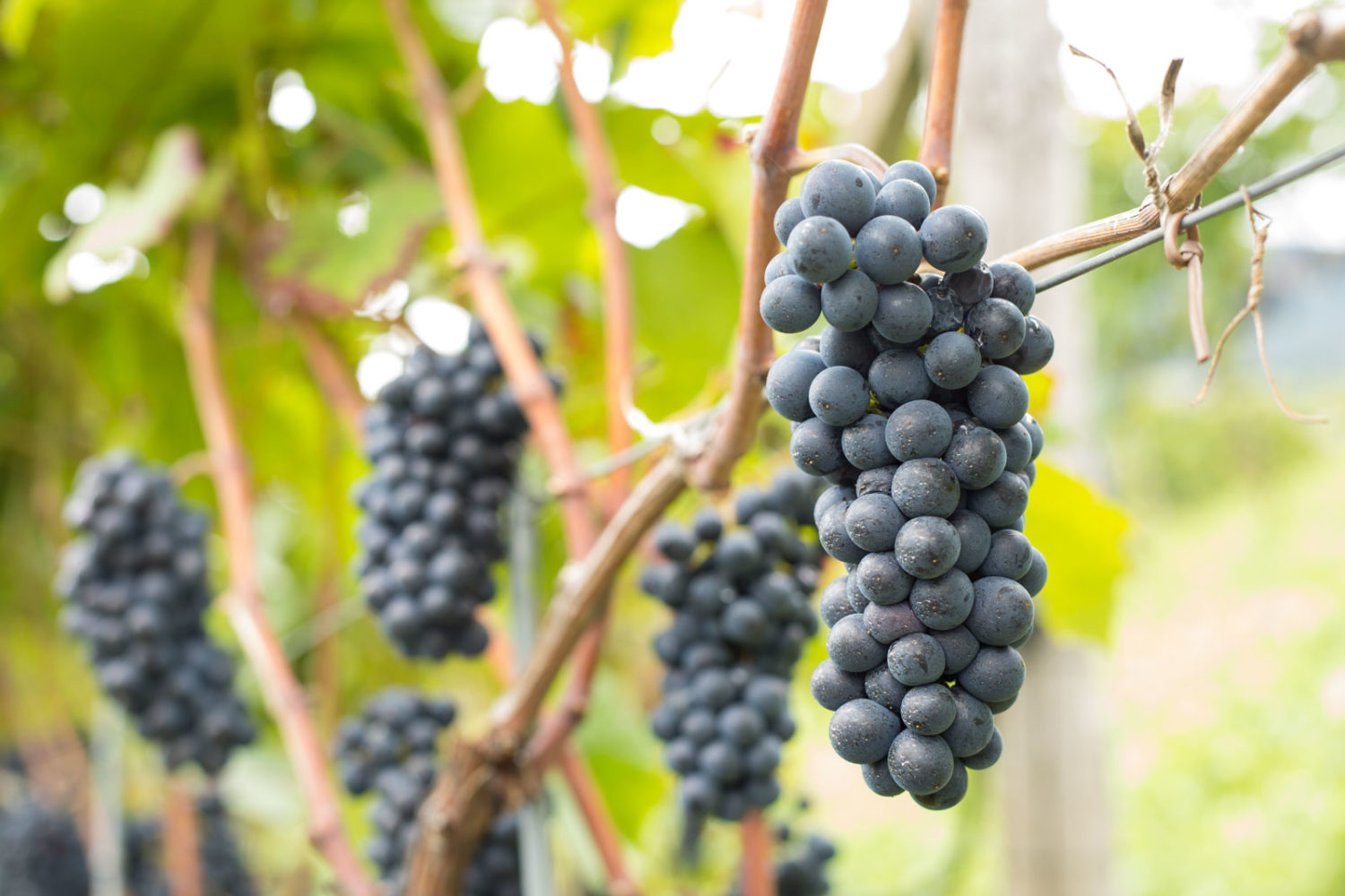 Debate all you want, but Pinot Noir is the most world's most beautiful grape cluster to photograph, and Alto Adige increasingly specializes in it. ©Kevin Day/Opening a Bottle