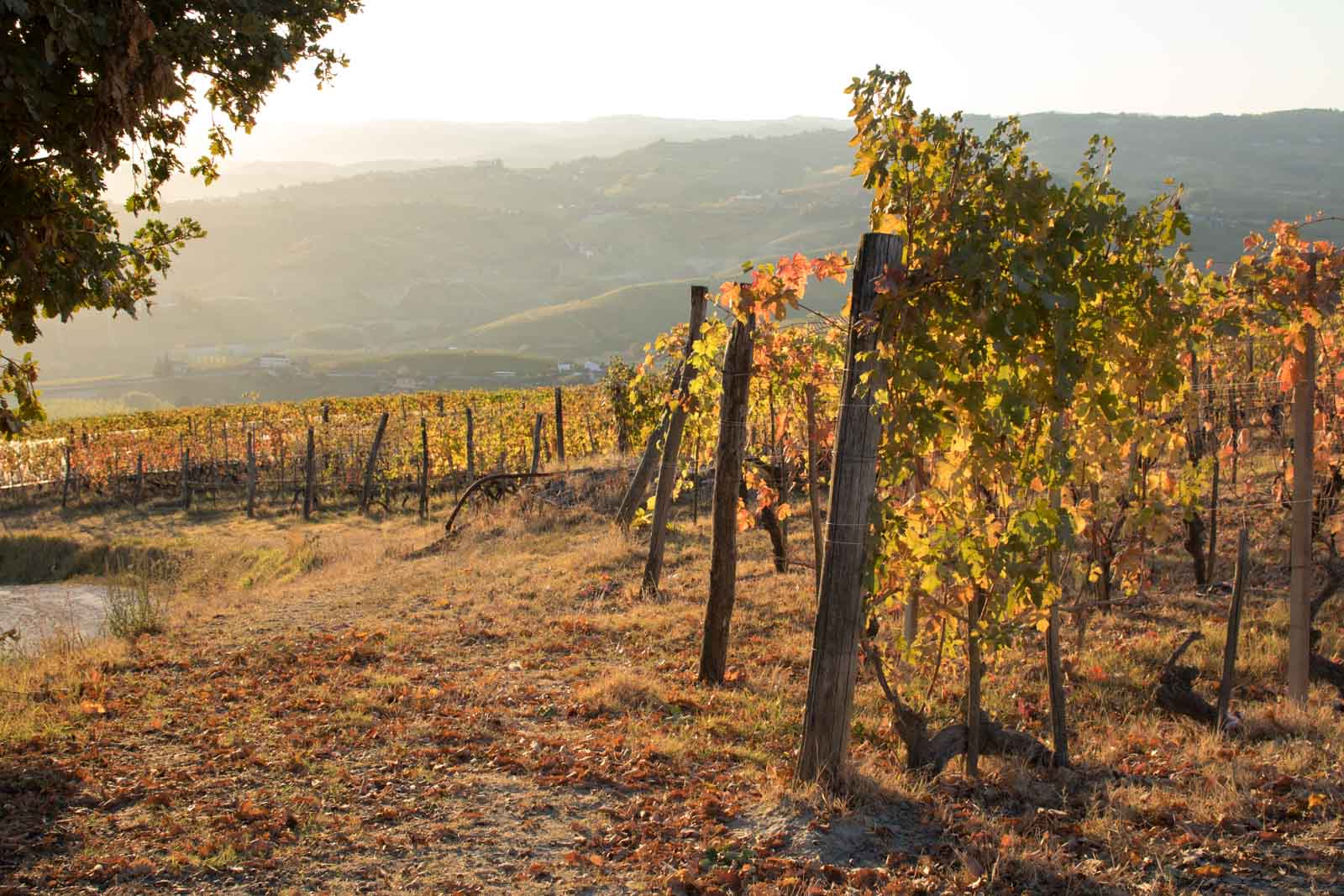 The sun rises over La Morra, Italy. ©Kevin Day/Opening a Bottle