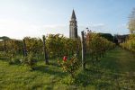 Off limits for now: the vineyard of Venissa on the island of Mazzorbo in the Venetian Lagoon is a tale of resurrection and restoration, but also of constant threats. ©Kevin Day/Opening a Bottle