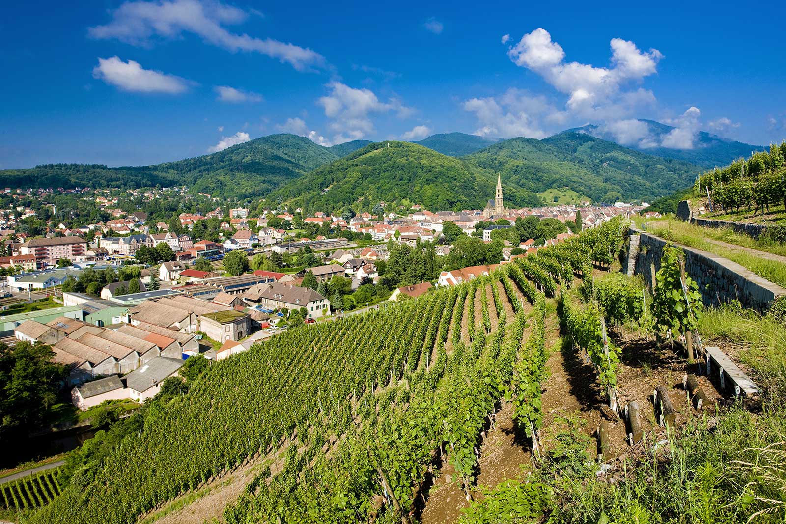 A view over the Clos Saint-Théobald shows the difference in pitch from the steeper Clos Saint-Urbain, which is around to the right in this photo. ©Adobe Stock Photo