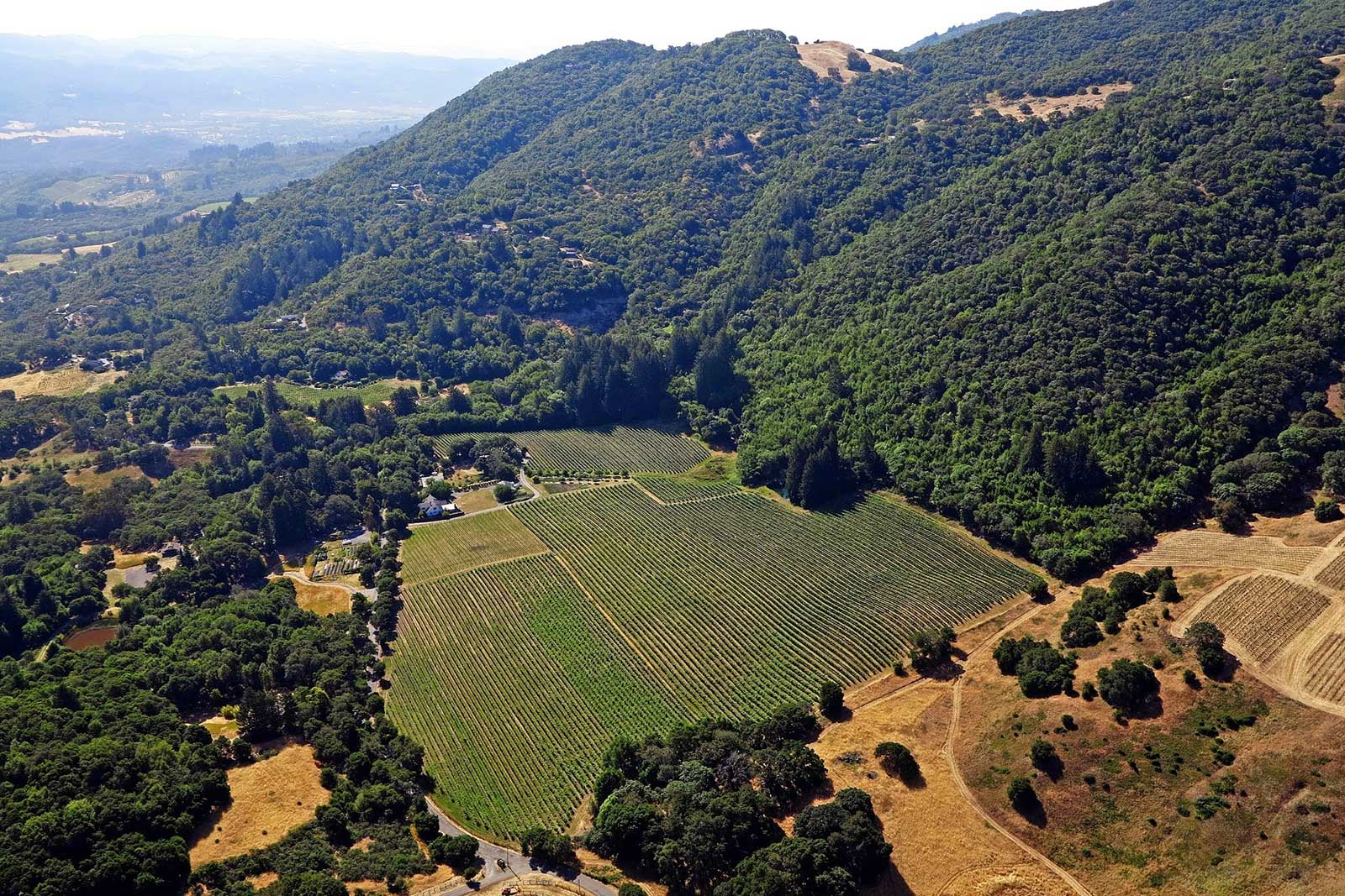 An aerial view of the Van Der Kamp Vineyard in Sonoma, where La Pitchoune sources some of their Pinot Noir Grapes. ©La Pitchoune