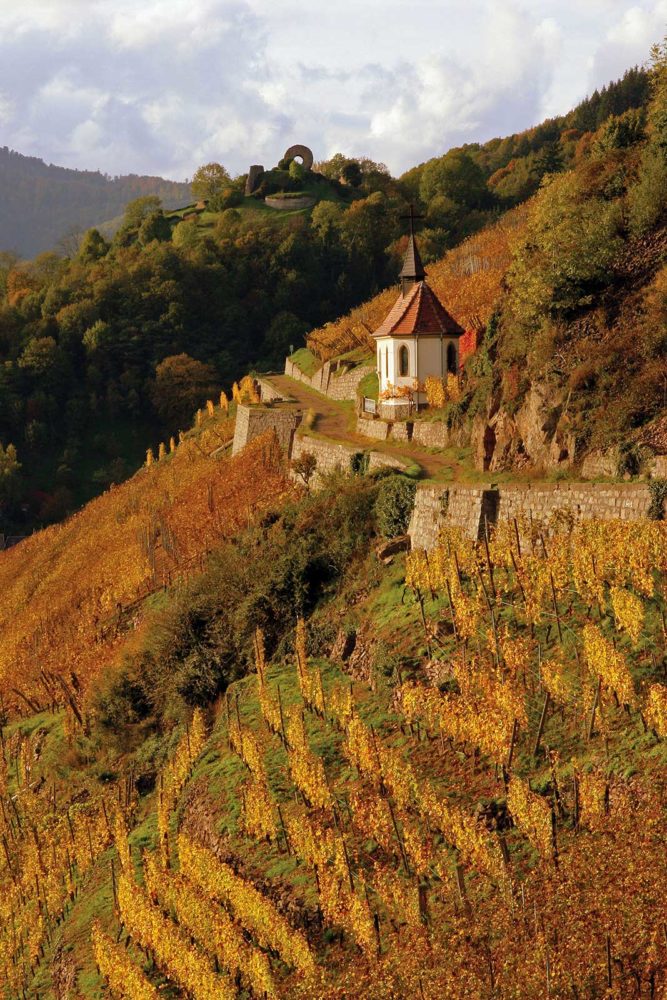 The Clos Saint Urbain within the Grand Cru Rangen de Thann is one of the most prized vineyards in all of France, and Domaine Zind-Humbrecht owns all of it. ©Domaine Zind-Humbrecht