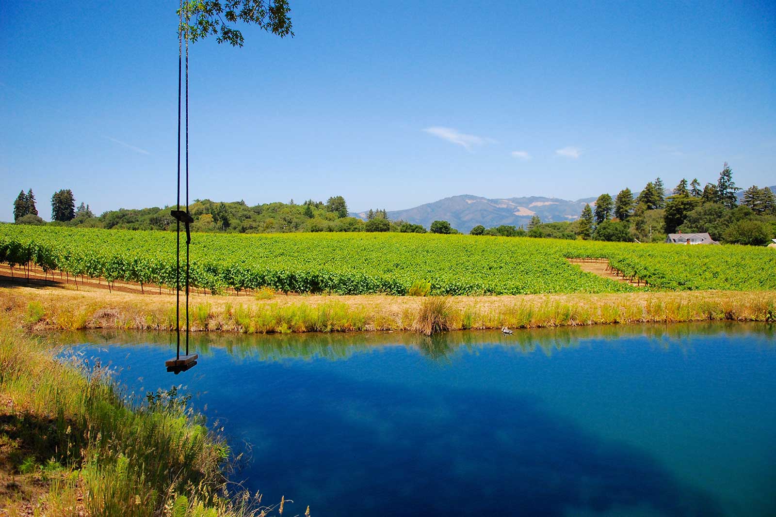 The Van Der Kamp Vineyard in Sonoma. ©Tracy Nielsen/La Pitchoune