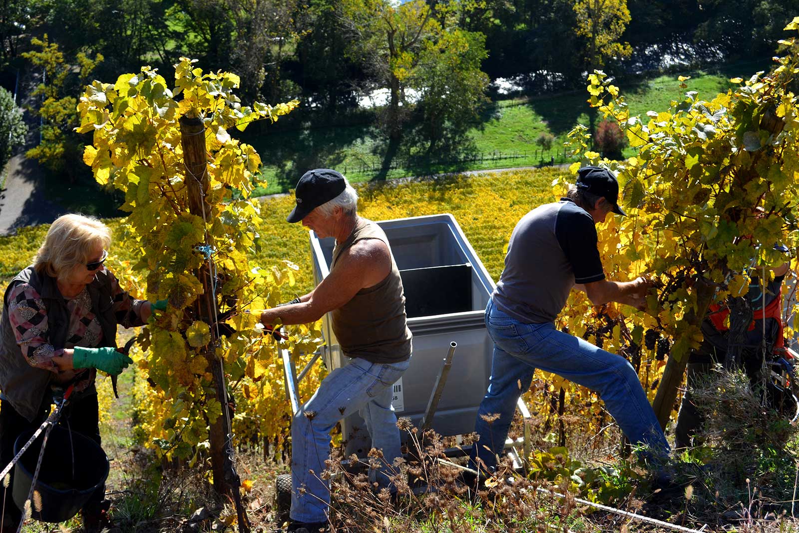 Vertically aligned rows in the Rangen de Thann enable plowing, but for manual tasks, the pitch can be back breaking. ©Patricia Didierjean/Conseil Vins Alsace