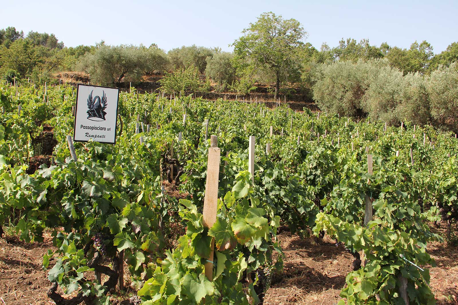 Passopisciaro's vineyard at Contrada Rampante on the upper slopes of Mount Etna. ©Passopisciaro