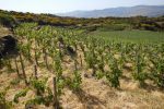 A view over Passopisciaro's vines and the Guardiola contrada. ©Passopisciaro