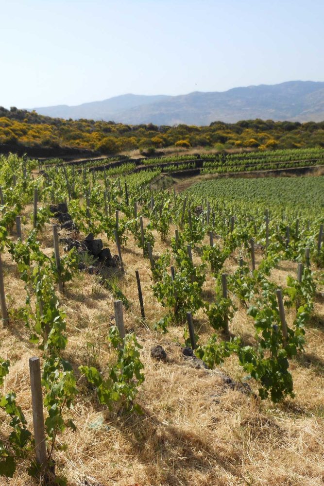 A view over Passopisciaro's vines and the Guardiola contrada. ©Passopisciaro