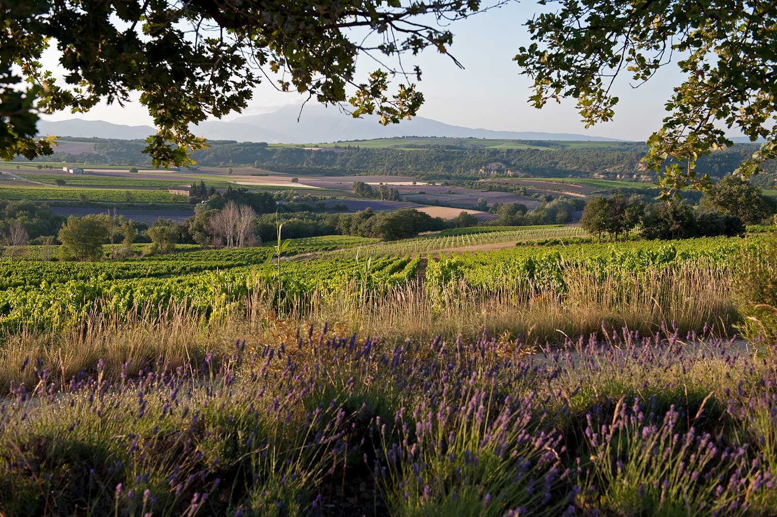 The vineyards of Clos Bellane. ©Skurnik Wines/Clos Bellane