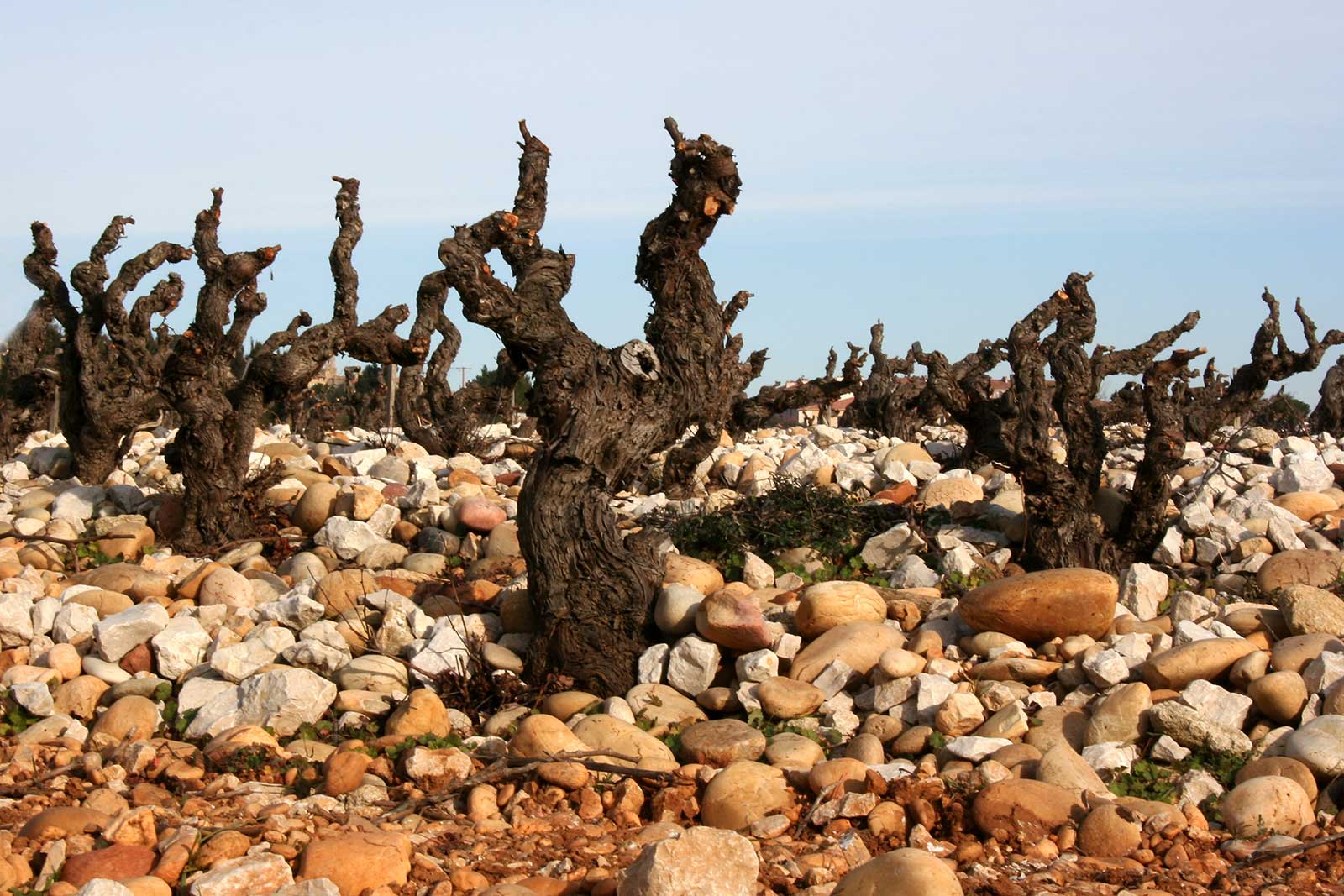 Old vines of Grenache in the gallets of the Châteauneuf-du-Pape AOC.