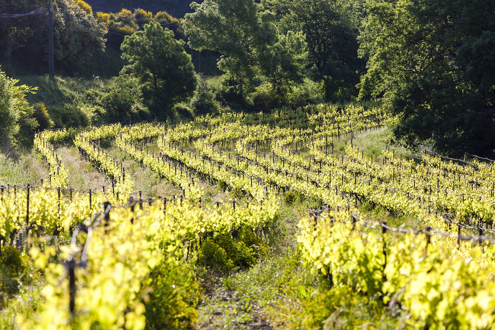 Vineyards in Châteaunuef-du-Pape