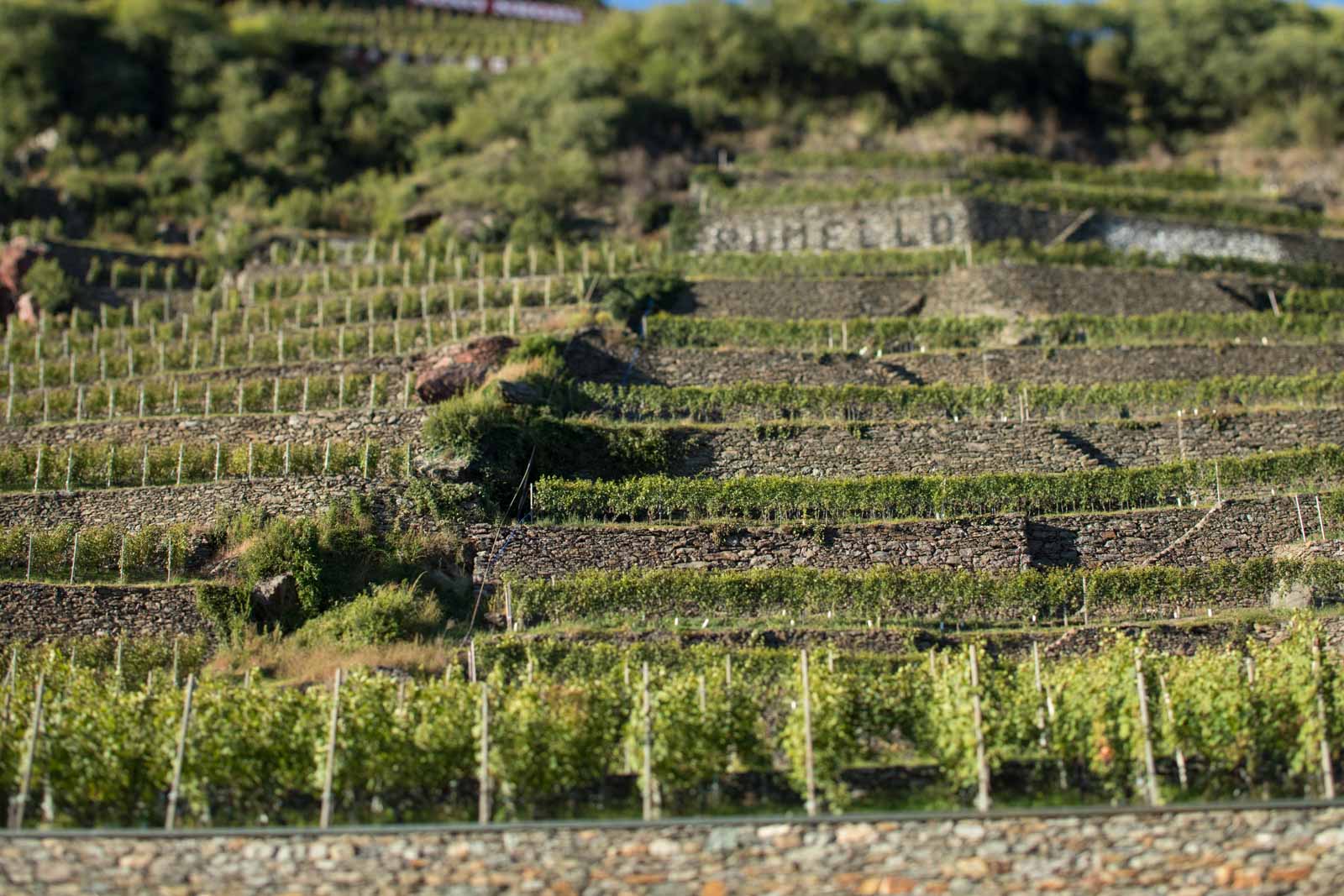 ARPEPE's terraced Grumello vineyards above the winery contribute to their delicate, supple "Buon Consiglio" Riserva in exceptional vintages. ©Kevin Day/Opening a Bottle