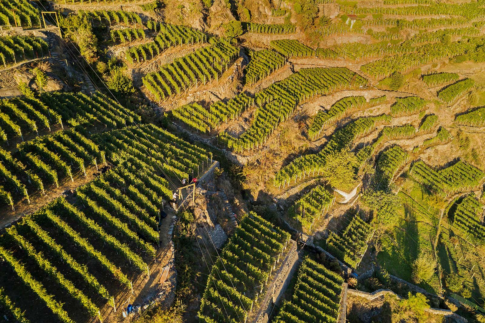 The terraces of Sassella in Valtellina. Are you dizzy yet?