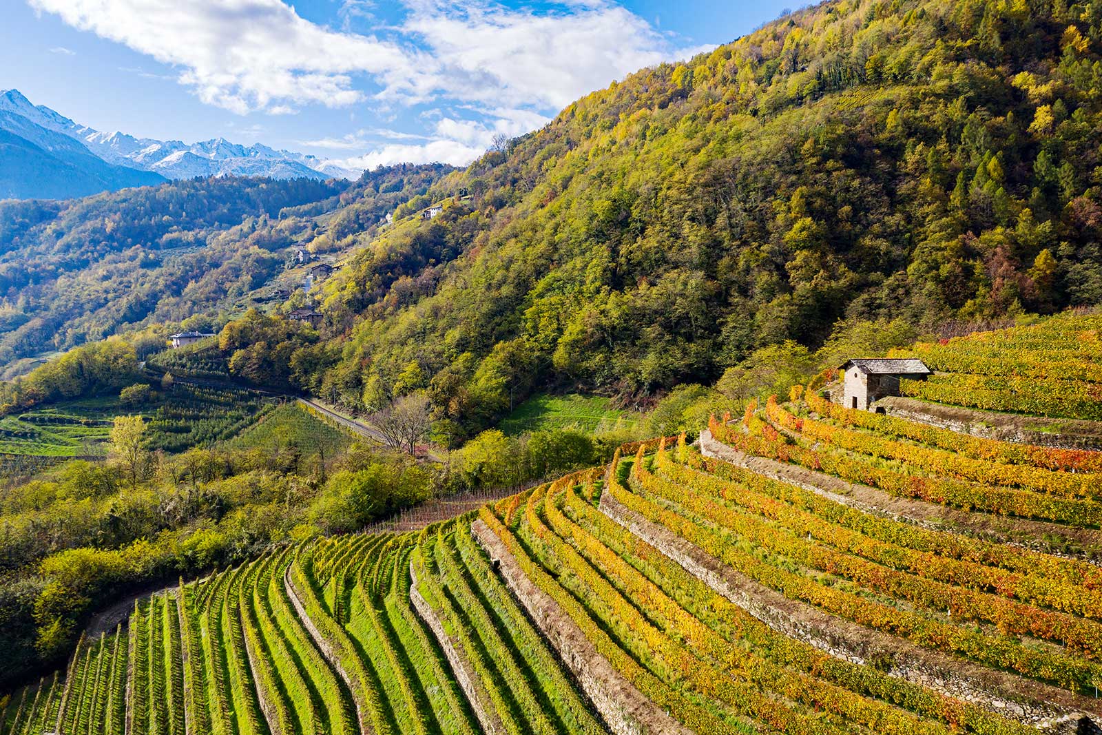 The terraced vineyards of the Bianzone commune in Valtellina, Lombardy, Italy.