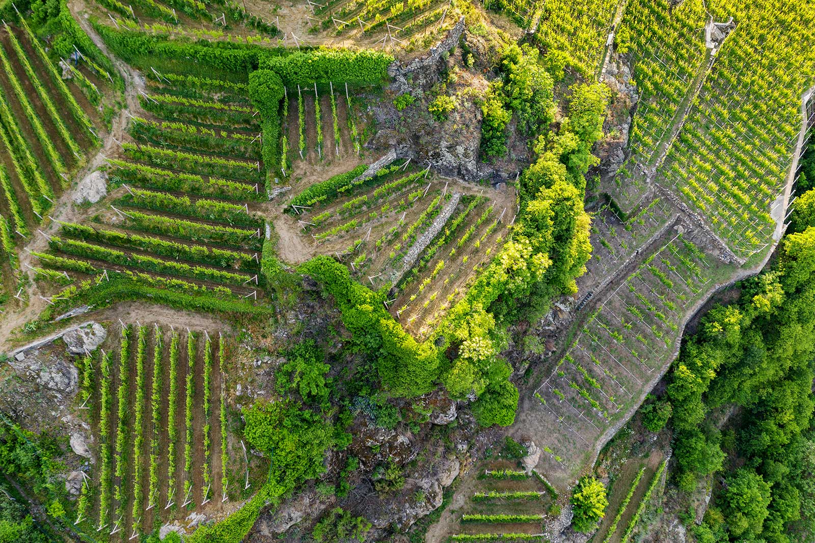 The jumbled terraces of Valtellina are Exhibit A of "heroic viticulture."