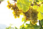 Ripe riesling grapes in Bernkastel-Keus, Mosel River, Germany. ©Kevin Day/Opening a Bottle