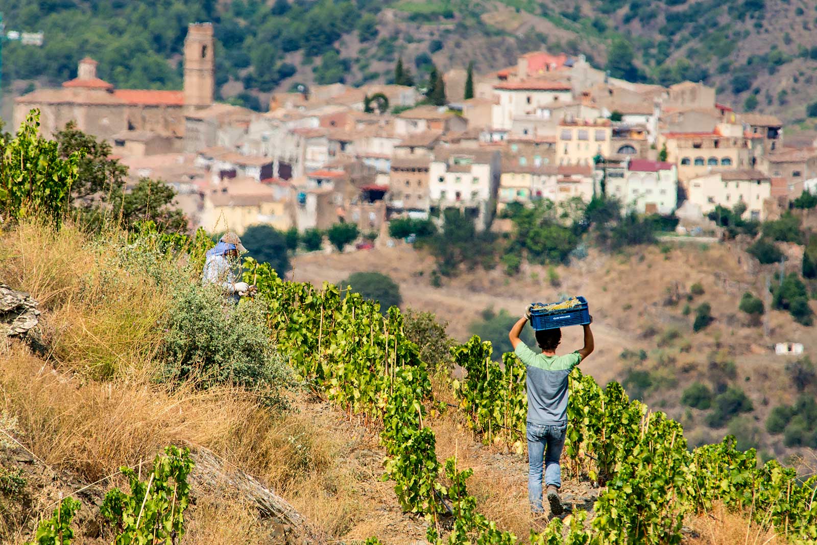 White wine grapes are harvested with the Priorat town of Gratallops in the distance. ©Clos Mogador