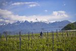 Leonardo Valenti, enologist at Barone Pizzini, rides his bike through the vineyards