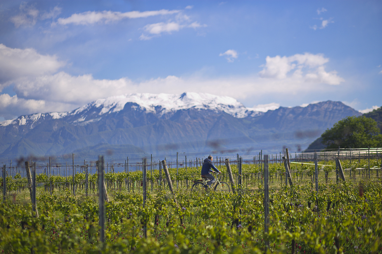 Leonardo Valenti, enologist at Barone Pizzini, rides his bike through the vineyards